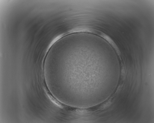 X0000081361242200701182104
