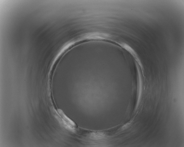 X0000081361384200701182101