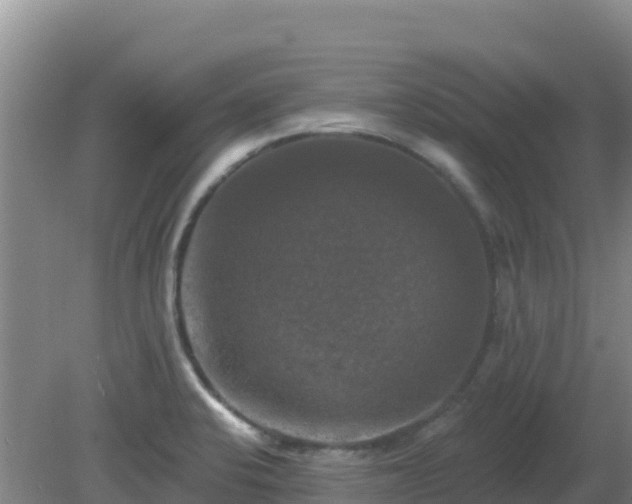 X0000081361424200701182101