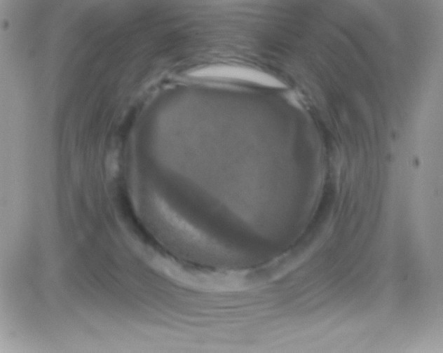 X0000081360032200701252000