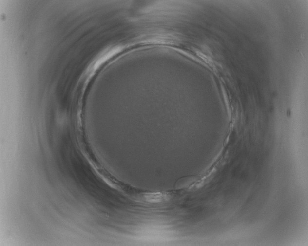 X0000081360050200701251959