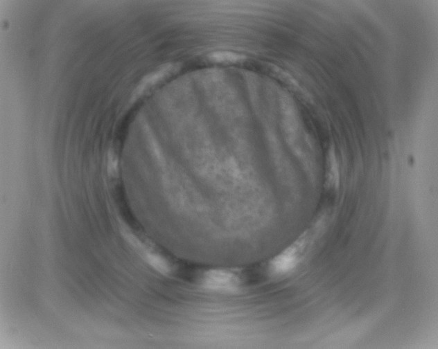 X0000081360176200701251958