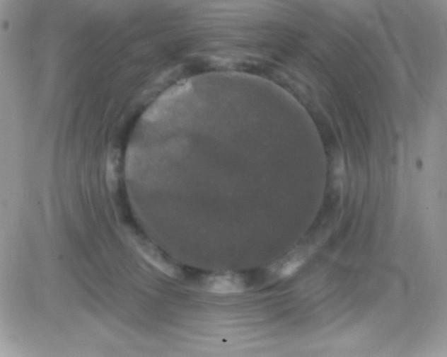 X0000081360275200701251956