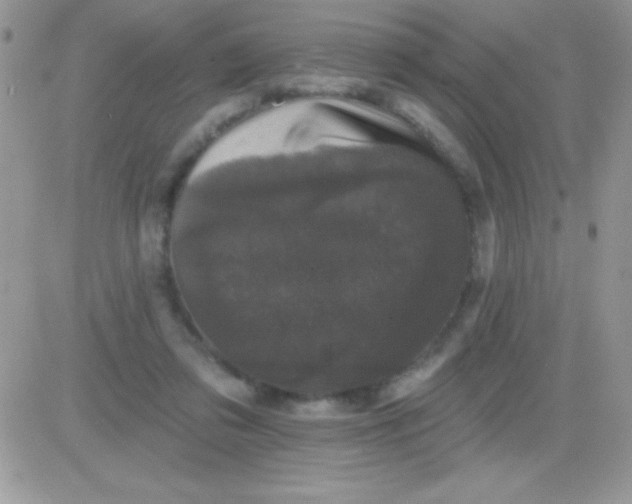 X0000081360309200701251955