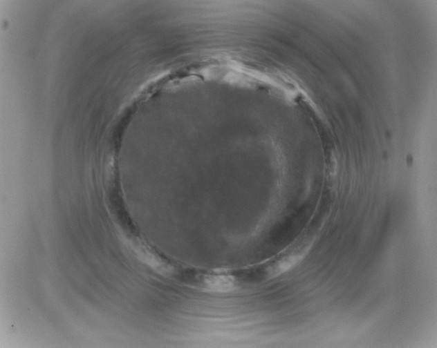 X0000081360355200701251955