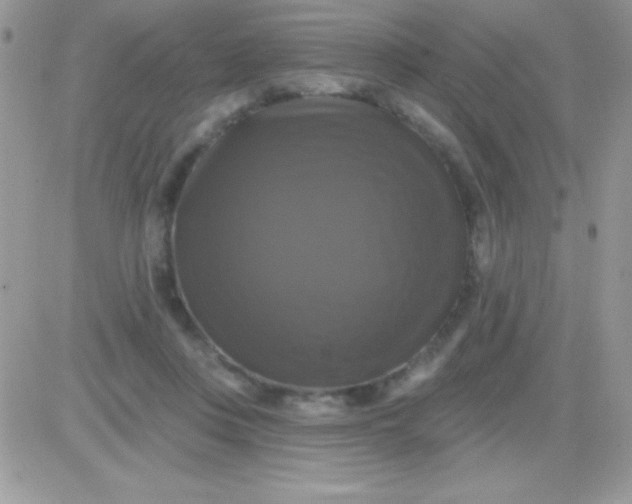 X0000081360359200701251955