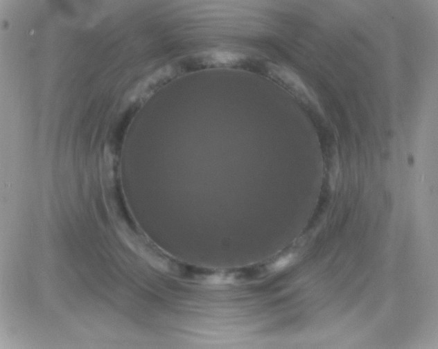 X0000081360366200701251955