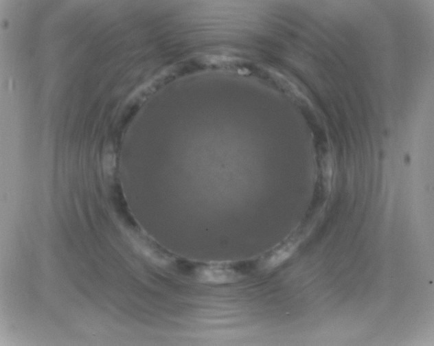 X0000081360372200701251955