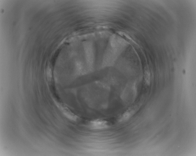 X0000081360375200701251955
