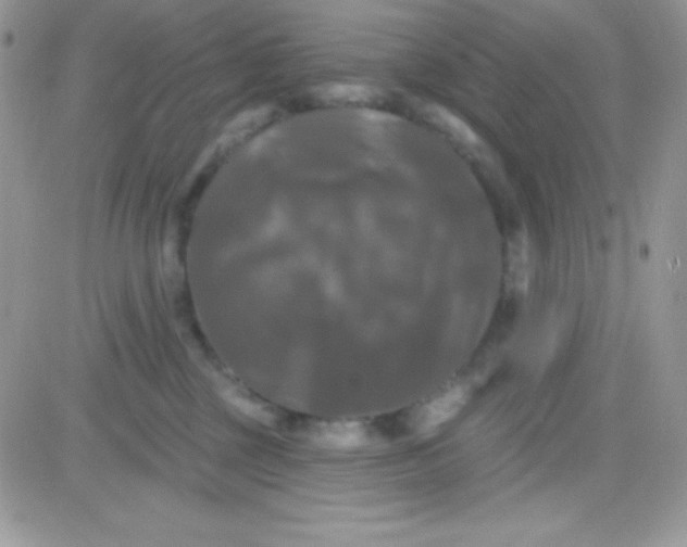 X0000081360377200701251955