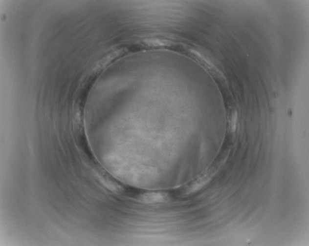 X0000081360418200701251954