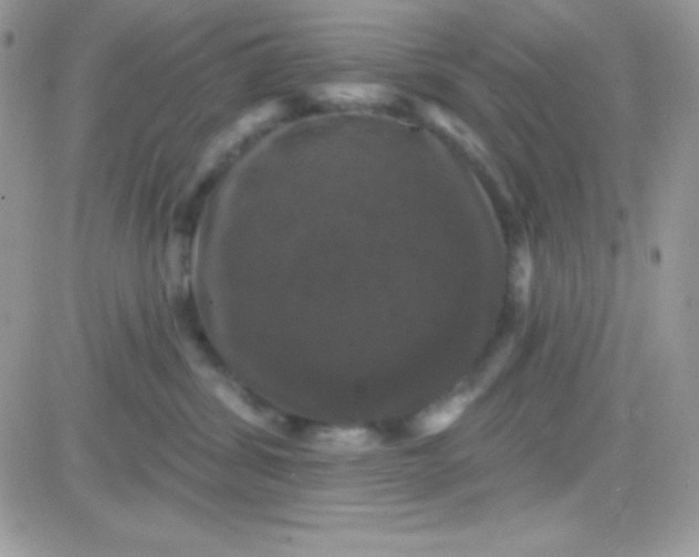 X0000081360428200701251954