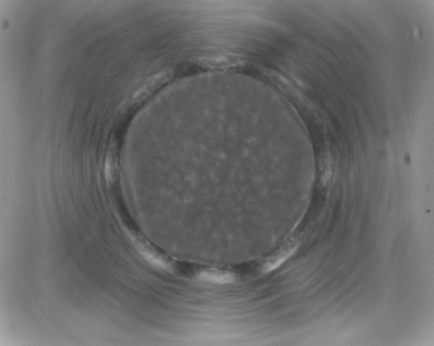 X0000081360515200701251952
