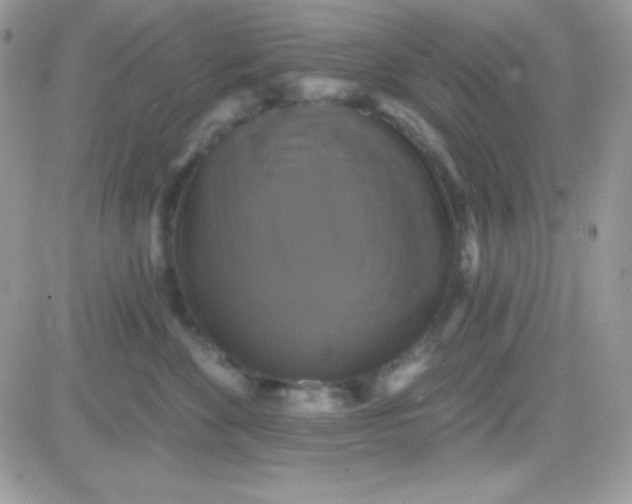 X0000081360524200701251952