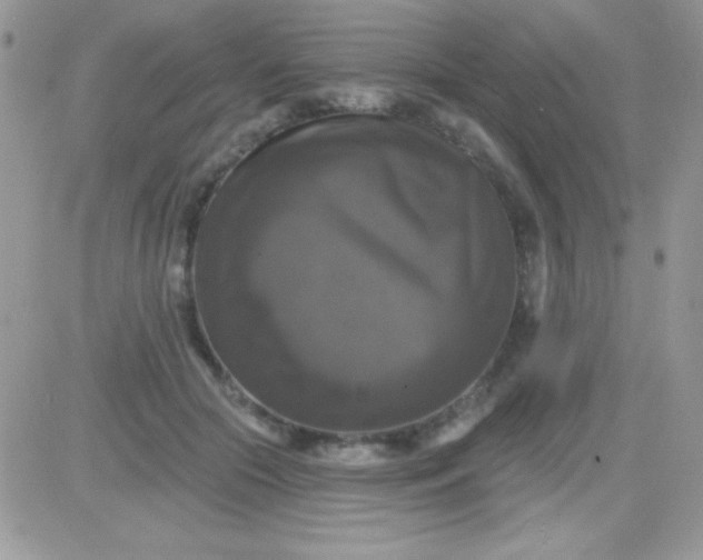 X0000081360553200701251952