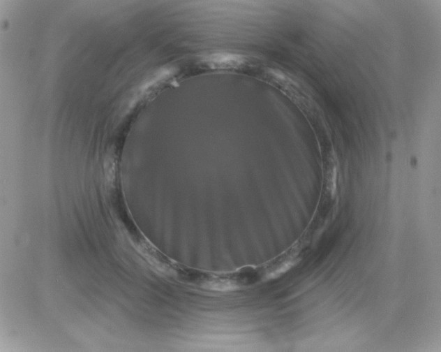 X0000081360604200701251951
