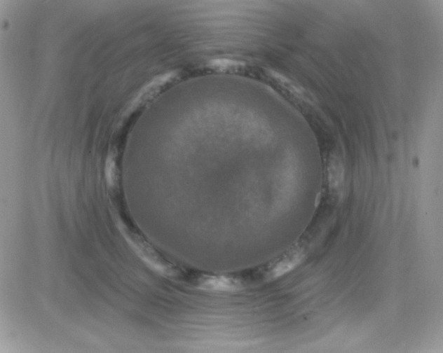 X0000081360611200701251951