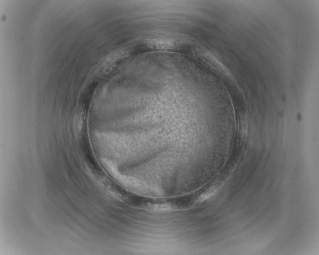 X0000081360645200701251950