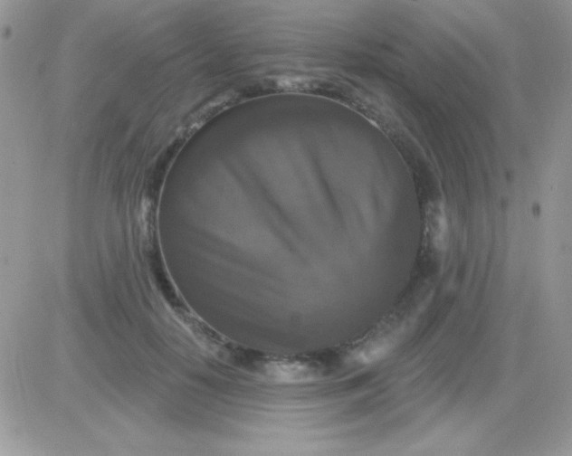 X0000081360650200701251950