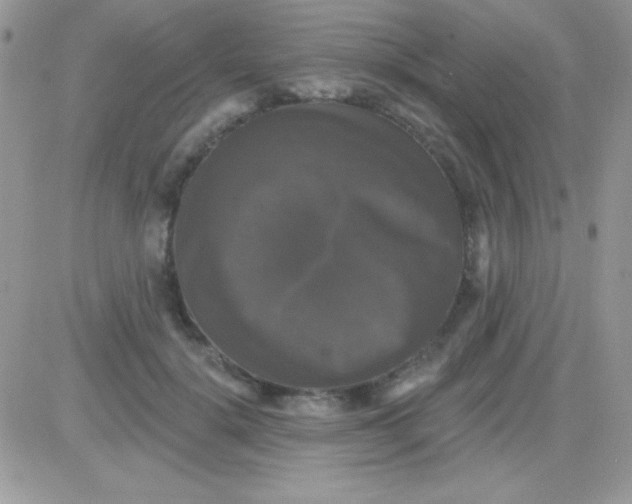 X0000081360652200701251950