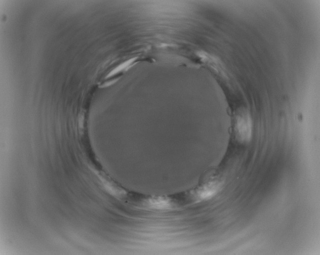 X0000081360668200701251950