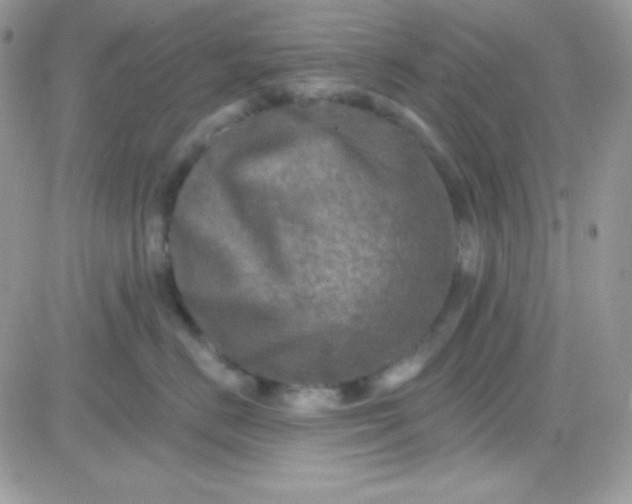 X0000081360670200701251950