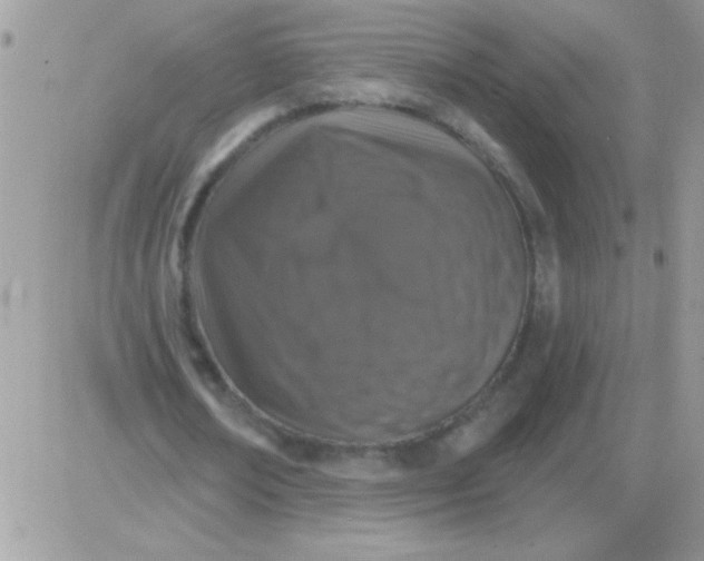 X0000081360674200701251950