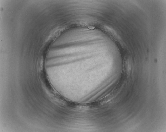 X0000081360694200701251949