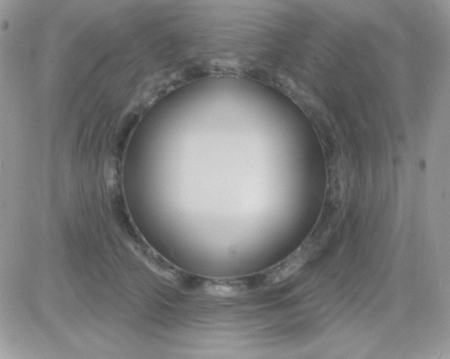 X0000081360706200701251949
