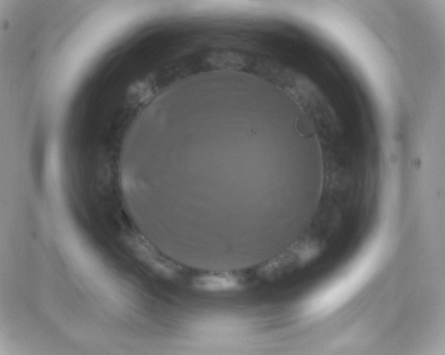 X0000081360765200701251949