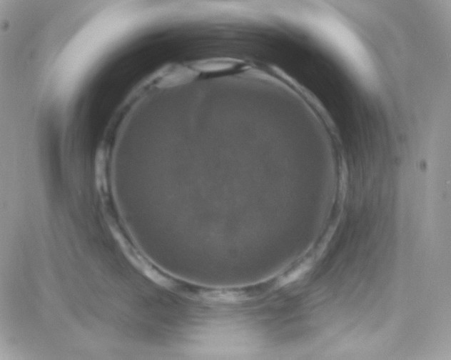 X0000081360862200701251947