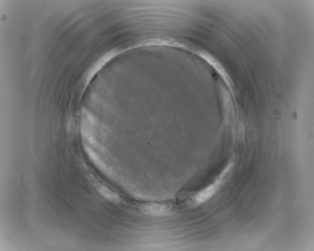 X0000081361097200701251943