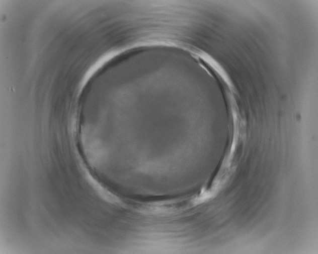 X0000081361101200701251943