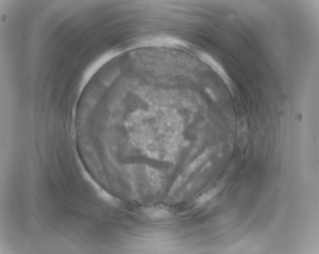 X0000081361103200701251943
