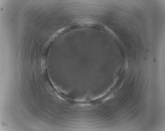 X0000081361108200701251942