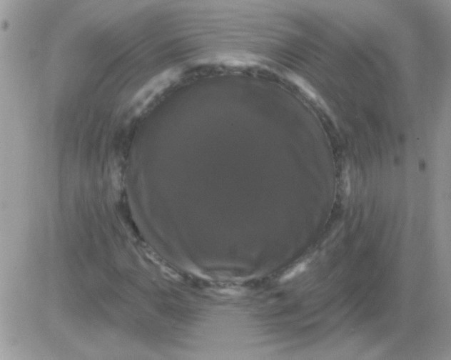 X0000081361110200701251942