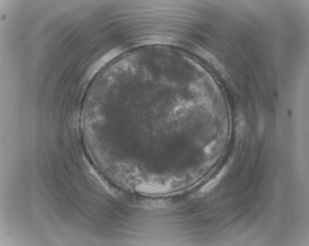 X0000081361121200701251942