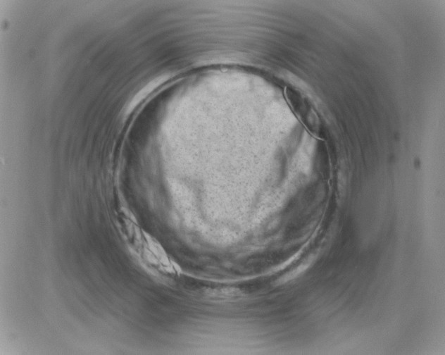 X0000081361129200701251942