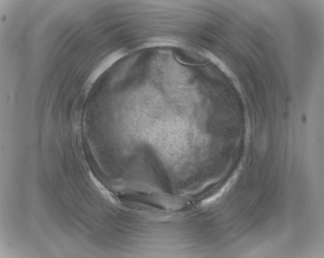 X0000081361137200701251942