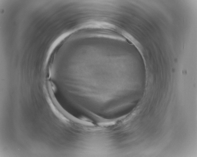 X0000081361152200701251943