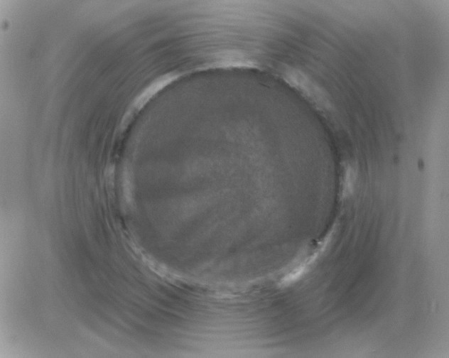 X0000081361169200701251942