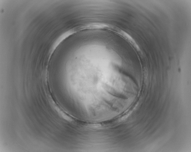 X0000081361186200701251941