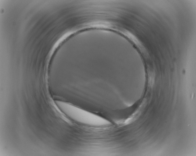 X0000081361240200701251941