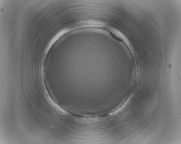 X0000081361243200701251941
