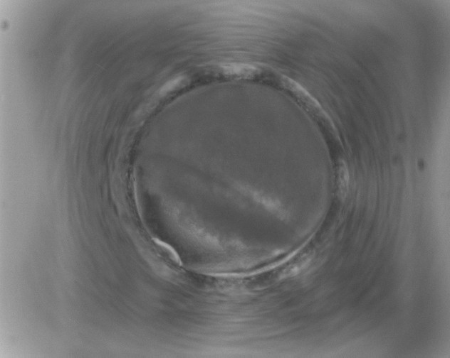 X0000081361249200701251940