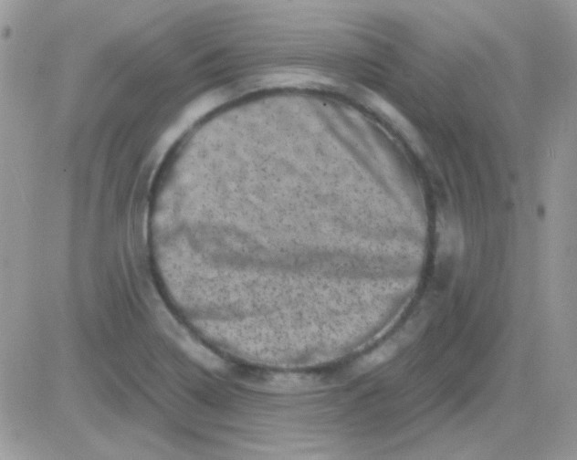 X0000081361322200701251939