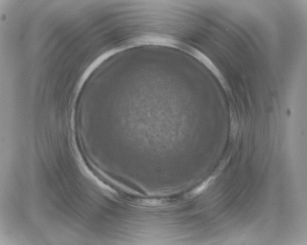 X0000081361339200701251939