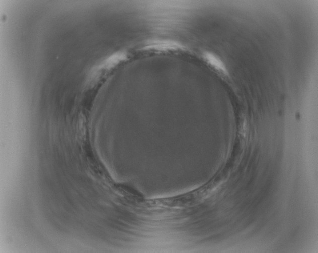 X0000081361398200701251937