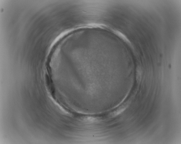 X0000081361412200701251937