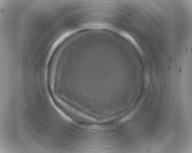 X0000081361424200701251938